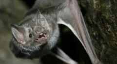 Ako sa zbaviť prchavých myší v dome?